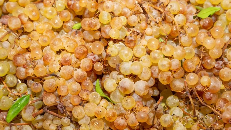Vand struguri – diverse soiuri.